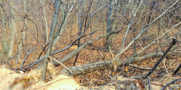 여주시 가남읍 대신리 한 임야에 수령 수십년산 나무들이 쓰러져 있다.