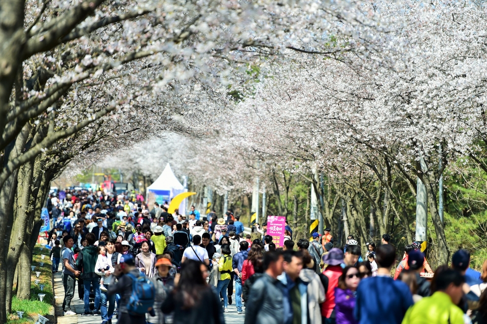 제3회 여주흥천 남한강 벚꽃축제